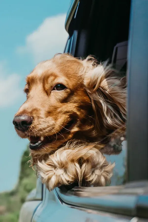 Image of a dog in a car