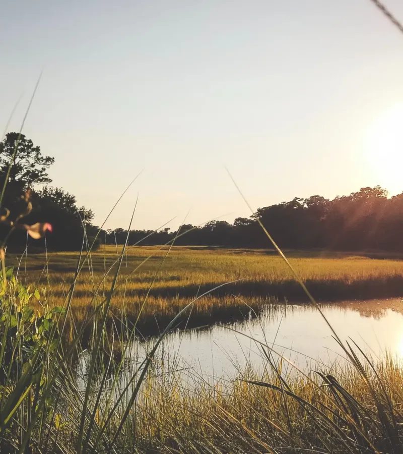 Image of wetlands Ladson SC green spaces