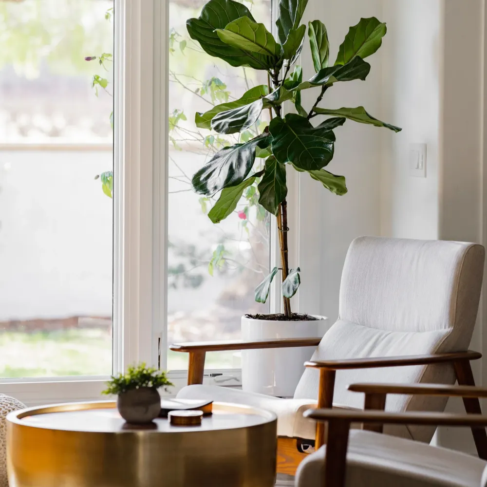 Image of white chair with plant in living room